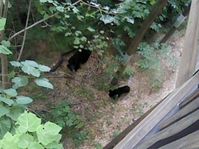 Some bears explore below the deck of a cabin in the Smoky Mountains. Shot on New 3DS XL.
