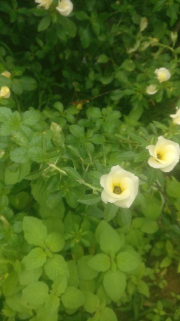 Floweys