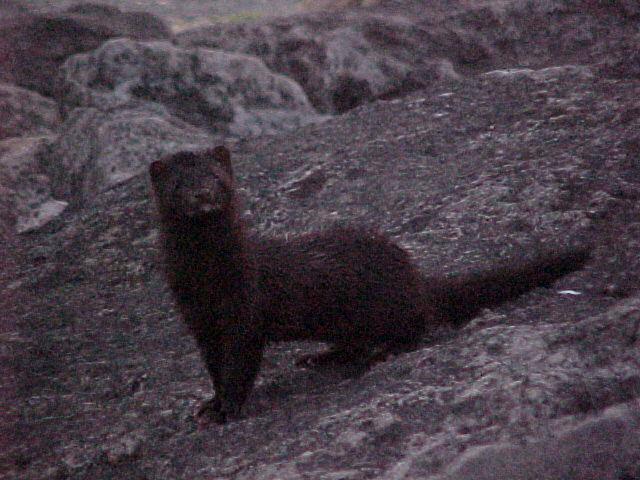 critter