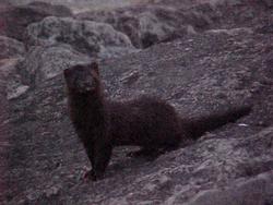 critter