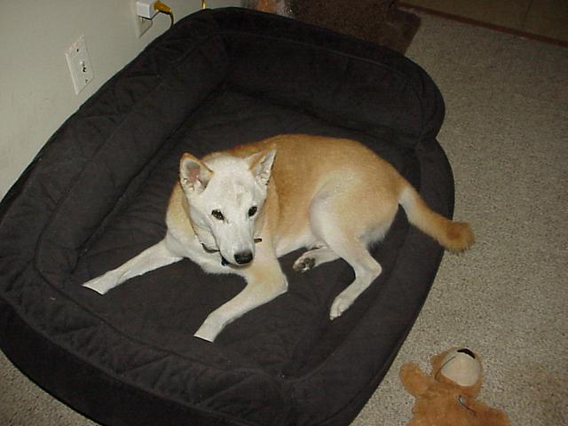 Haru the Shiba Inu dog.