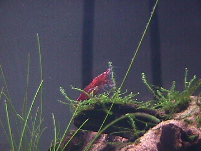 A shrimp atop the aquarium version of Pride Rock. 📷: Sony MVC-FD7 🗺️: Missouri, USA 📅: 2022-08-29