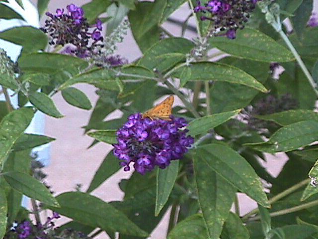 I found a butterfly feeding on the nectar of some purple flowers. There were actually several butterflies, but this is the only one that stuck around long enough for me to get a picture. Sony Mavica FD7.