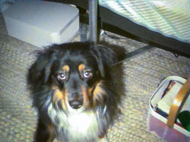 Rocco, the low-fi dog