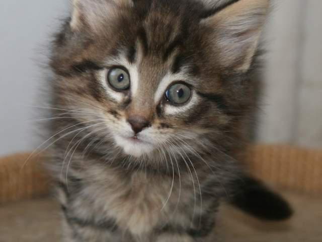 this is a cat. !@#$%^&*()-_=+[]\{}|;':",./<>?`~