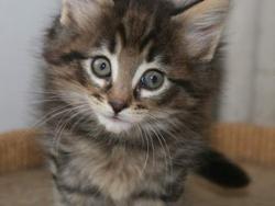 this is a cat. !@#$%^&*()-_=+[]\{}|;':",./<>?`~