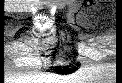 Our cat Pirate, whose name's provenance is probably obvious. It's very cute and cuddly, and also easily startled. We adopted him three weeks ago.